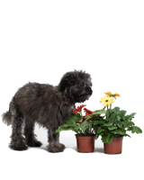 Image of Charlie the Dog with potted gerberas.