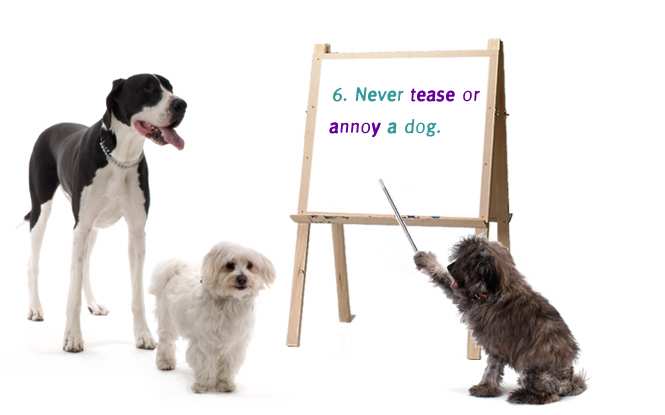 6. Never tease or annoy a dog.