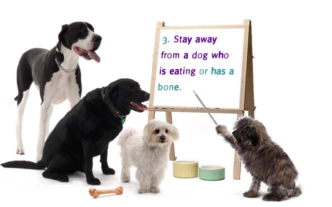 3. Stay away from a dog who is eating or has a bone.