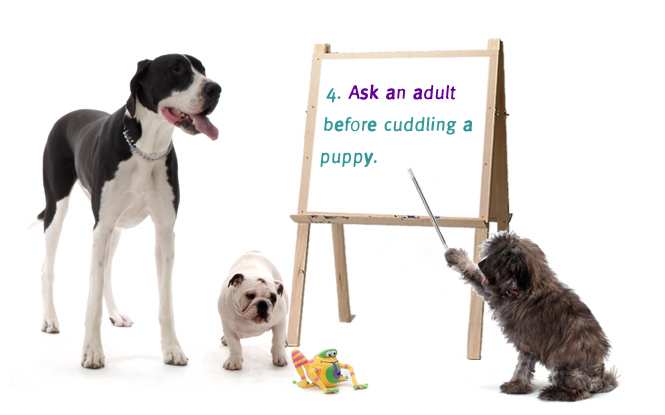 4. Ask an adult before cuddling a puppy.