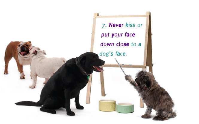 7. Never kiss or put your face down close to a dog's face.