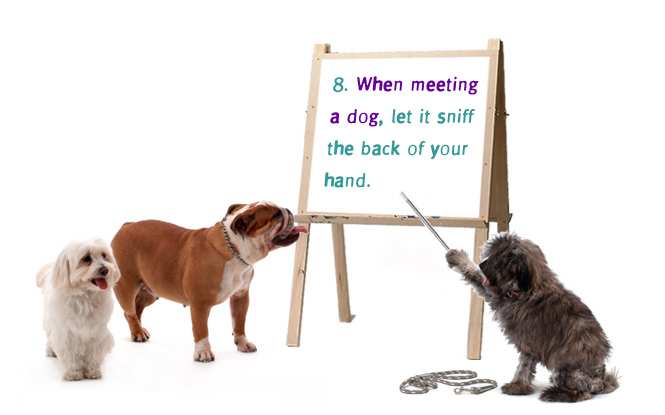 8. When meeting a dog, let it sniff the back of your hand.